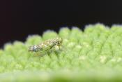 eupteryx decemnotata 5-20222847